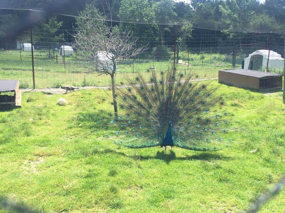 hidden valley animal adventure