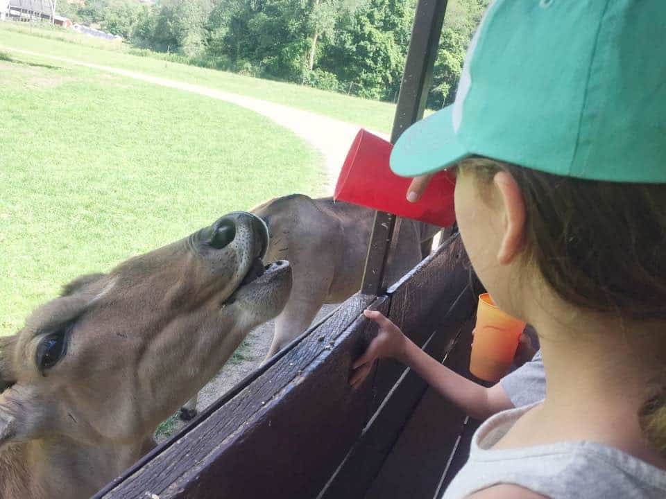 hidden valley animal adventure